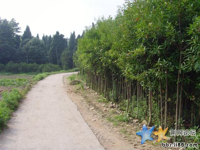 SNV33410.JPG