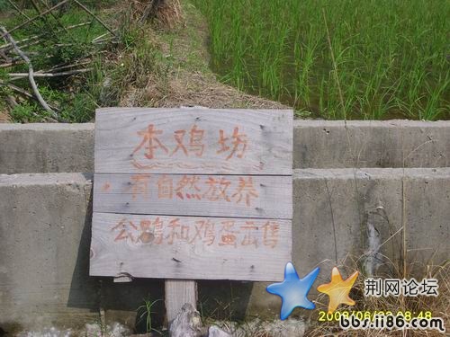 正宗本地鸡