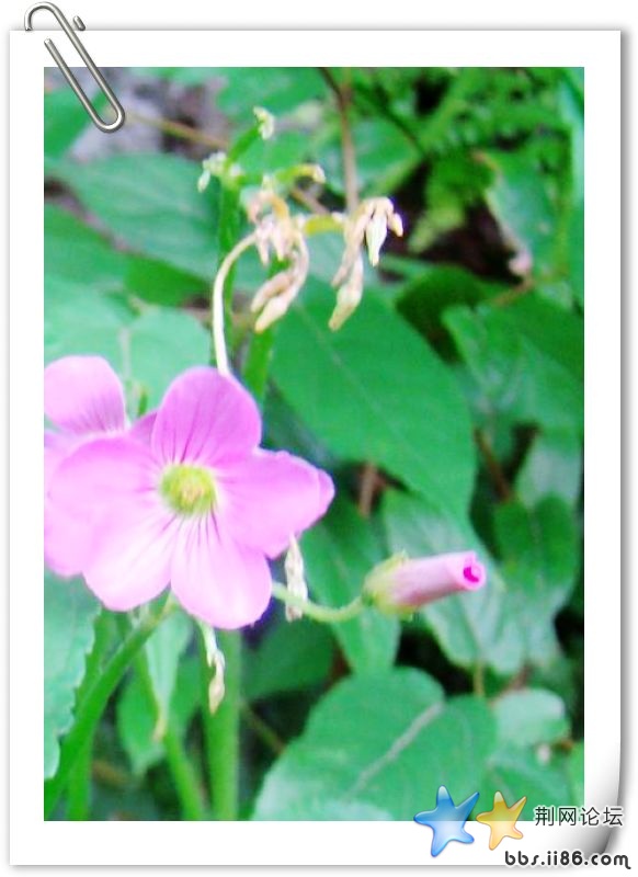 牵牛花.jpg