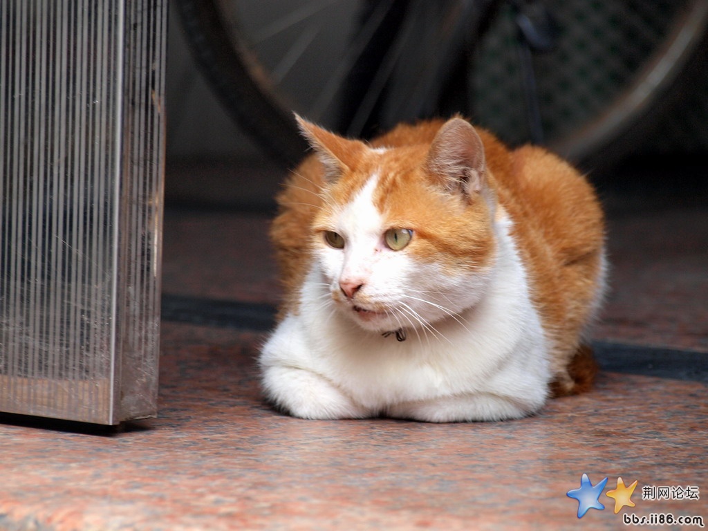 可爱的猫猫