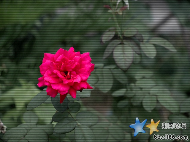 月季花684_480.jpg