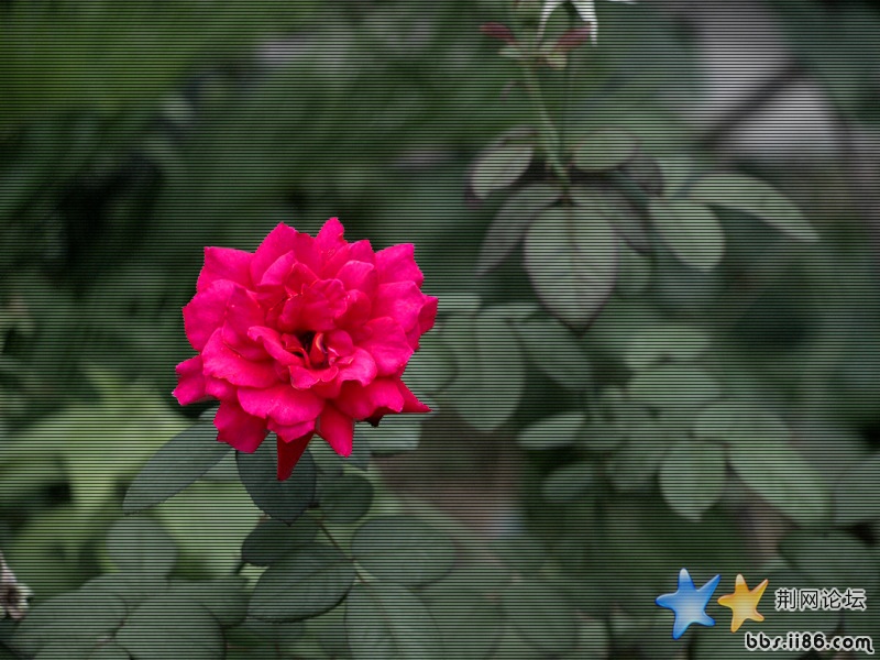 月季花2.jpg
