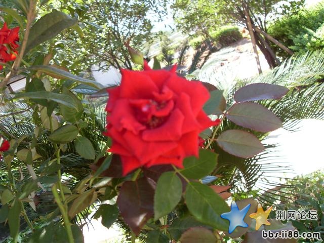SDC11410.JPG