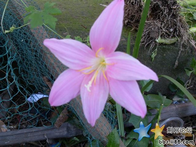 SDC11405.JPG