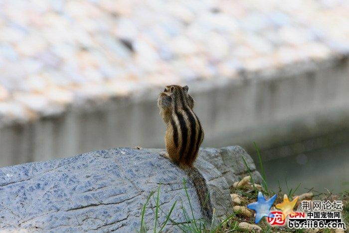 松鼠2.jpg
