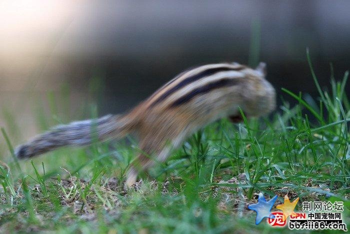 松鼠8.jpg