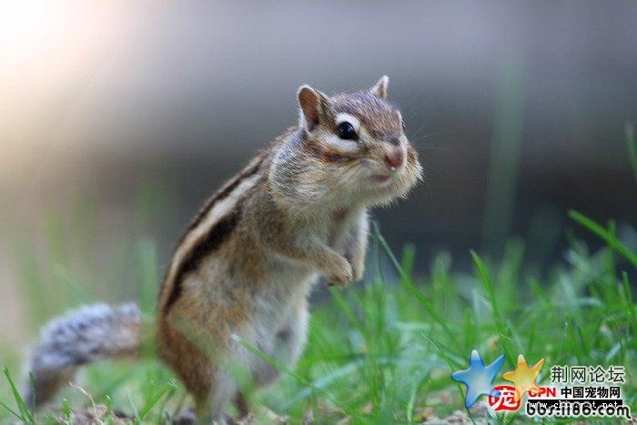 松鼠7.jpg