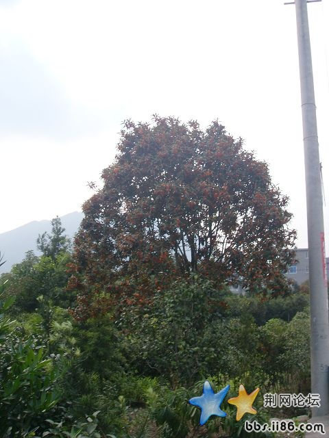 SDC11843.JPG
