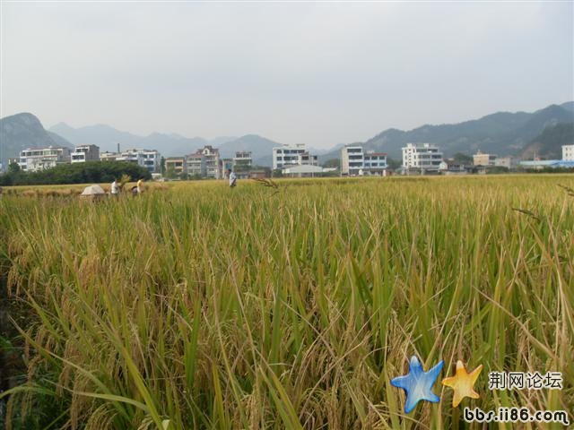 SDC11850.JPG