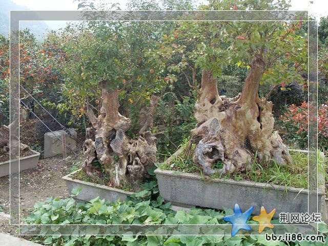 SDC11848.JPG