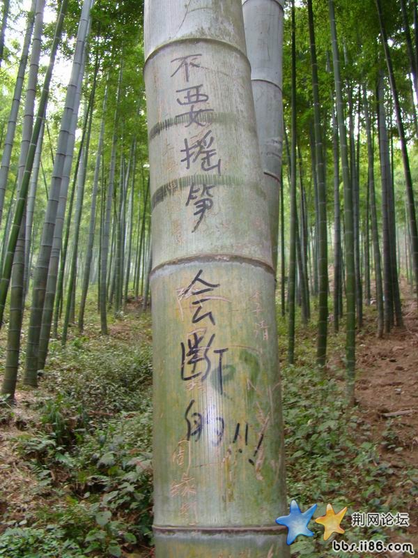 不要摇笋会断