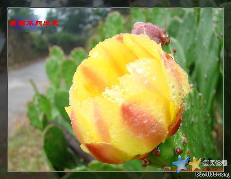 2仙人掌的花