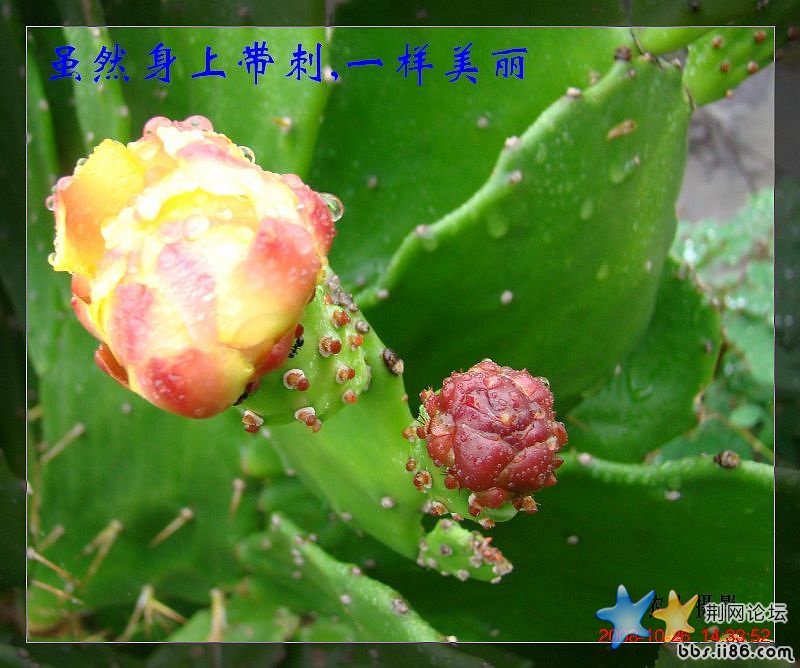 3仙人掌