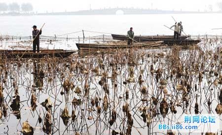 西湖残荷也是景.jpg