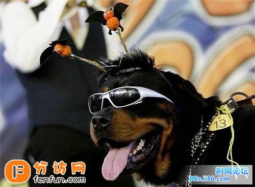 20081215_9a1729f1593502a62108HgmbDoWdMdJb.jpg