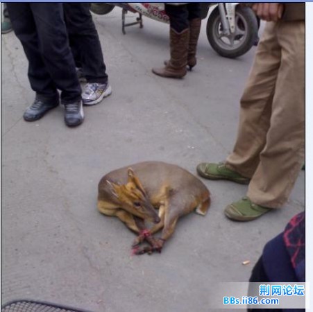 小巧玲珑.jpg