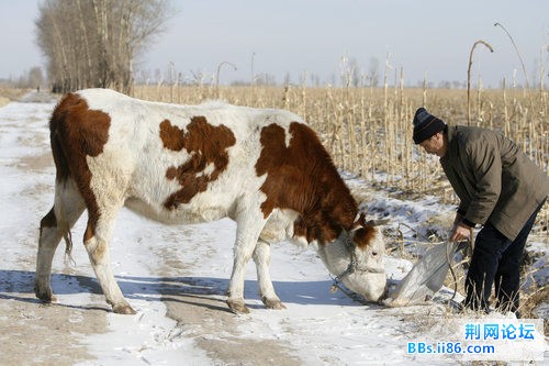20090127130531173ce.jpg