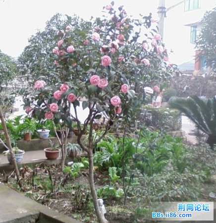 SP_A0446.jpg