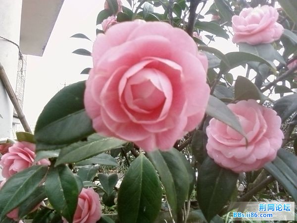 SP_A0447.jpg