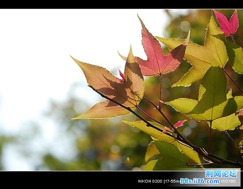 nEO_IMG_nEO_IMG_大公山烧烤b.jpg