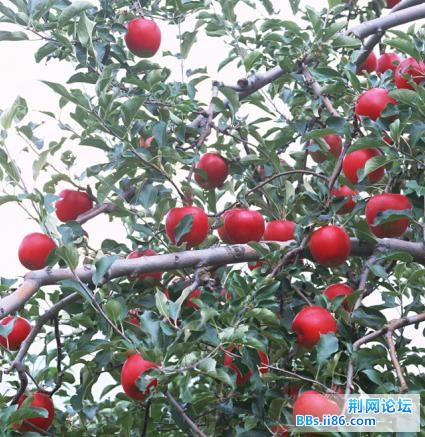 APPLE3.JPG
