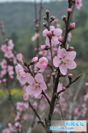 春花烂熳5.jpg