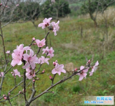 春花烂熳4.jpg