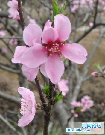 春花烂熳2.jpg