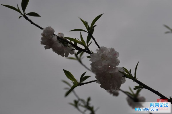 春花烂熳15.jpg
