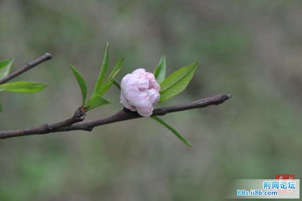 春花烂熳14.jpg