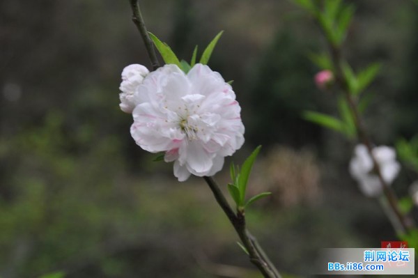 春花烂熳20.jpg