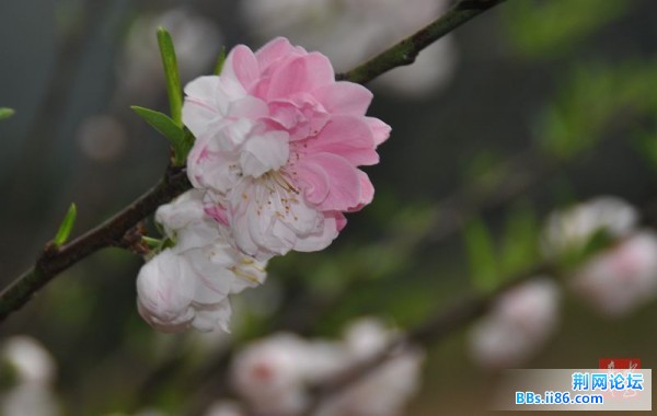 春花烂熳22.jpg