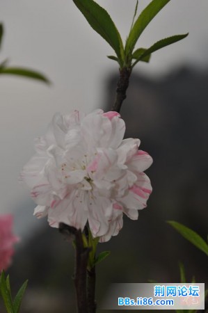 春花烂熳19.jpg