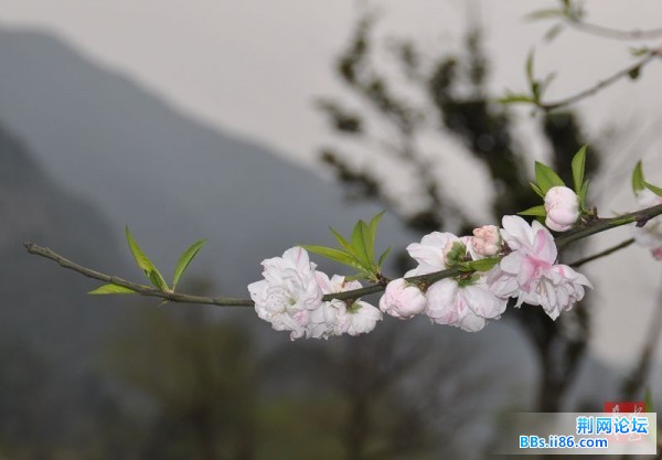 春花烂熳13.jpg