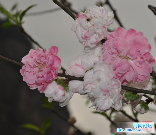 春花烂熳16.jpg