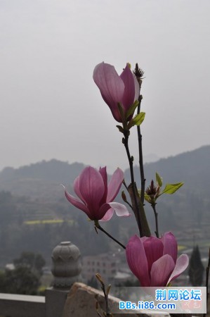 春花烂熳8.jpg