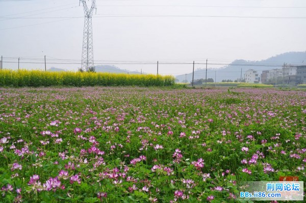 春花烂熳10.jpg