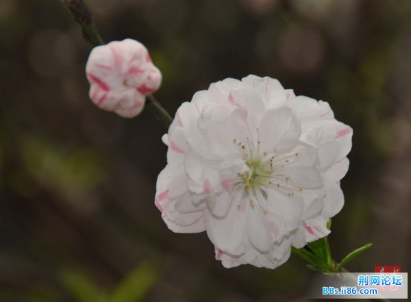 春花烂熳12.jpg