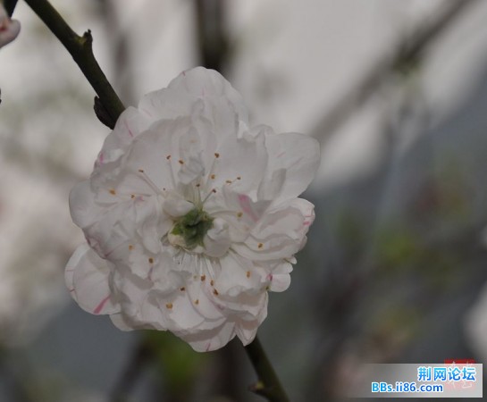 春花烂熳17.jpg