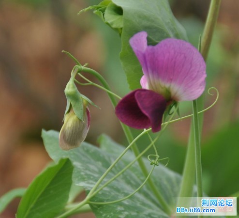 春花烂熳7.jpg
