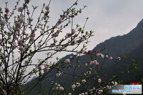 春花烂熳21.jpg