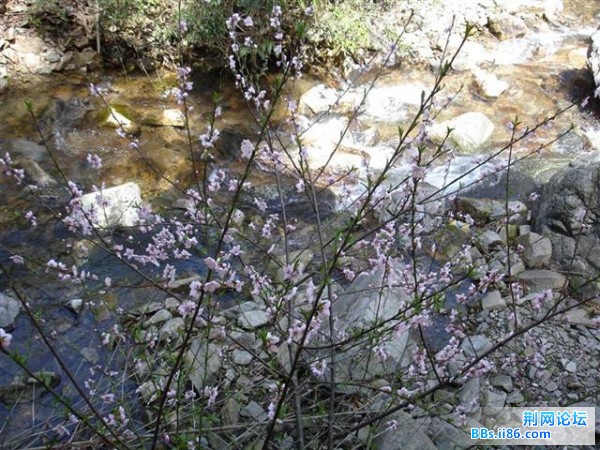 路边的桃花