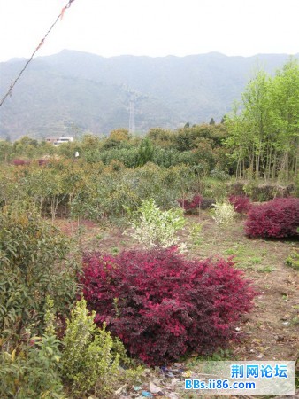 IMG_0538.jpg