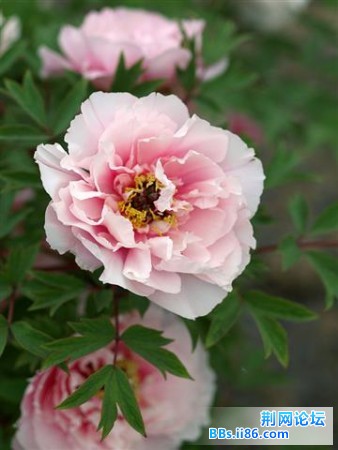 20090413_60c3a2753526ce6f59e3va6X1UkGjqEM.jpg