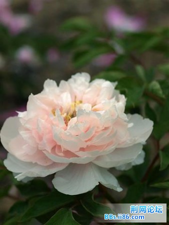 20090413_f313044f27bd9e64679cUM7XZ0vtaFxb.jpg