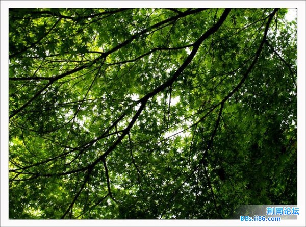 20090413_5d434fc6d117cdea856fbPUUpyaItA2V.jpg