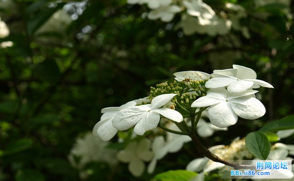 20090422_751d78c7e82bfc1cc21ewbwiFlhxCZiN.jpg