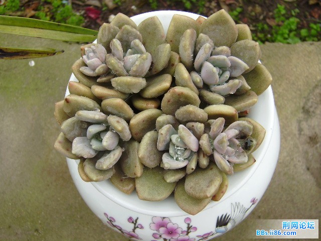 李子