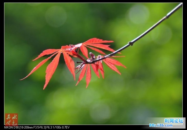 花草叶9.jpg