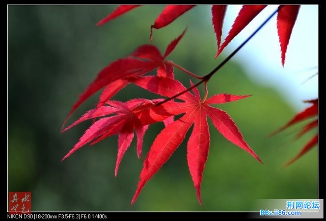 花草叶8.jpg